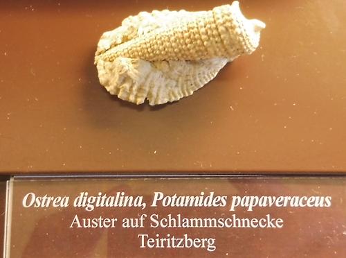 Potamides Fossilien Natur im AustriaForum